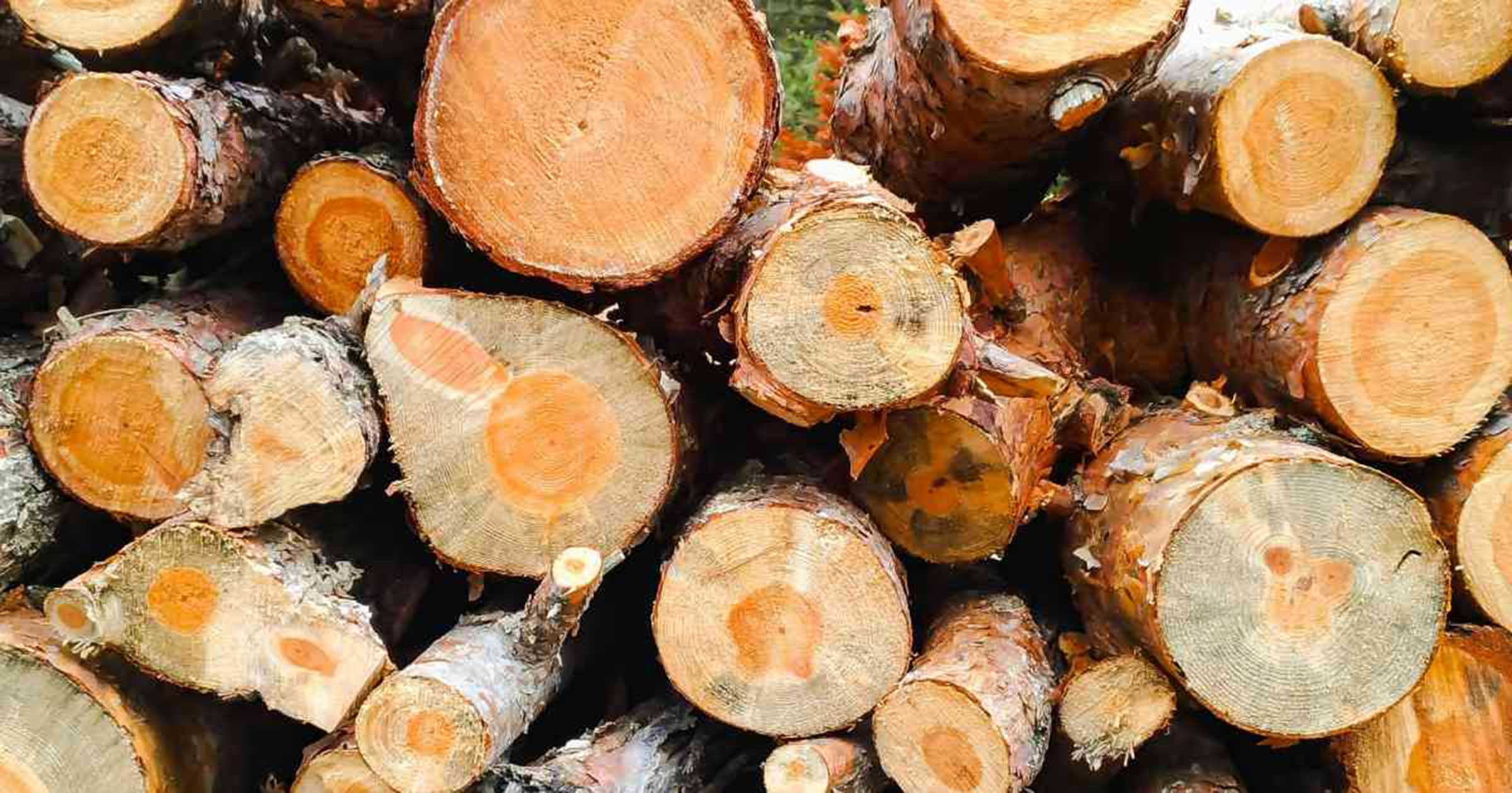 tree-removal-specialist-fort-mill-sc