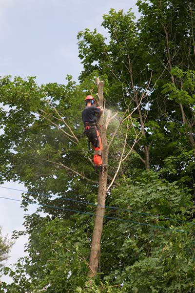 professional-tree-removal-services-fort-mill-sc