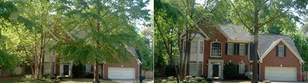 before and after tree trimming