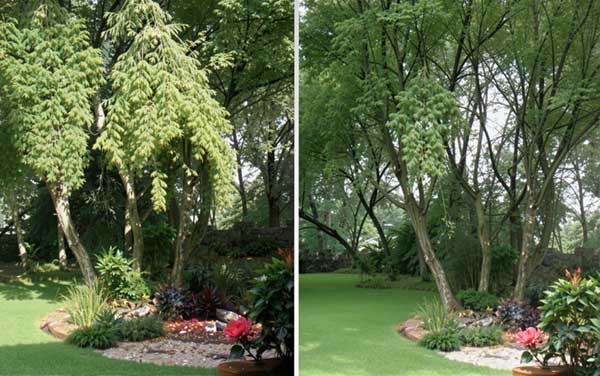 tree removal backyard