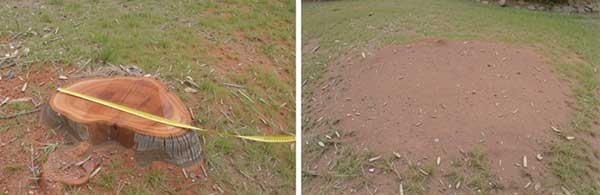 stump removal