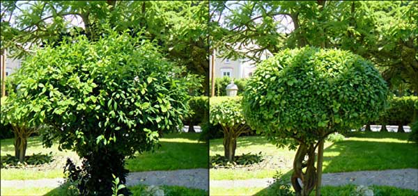 fort mill tree trimming