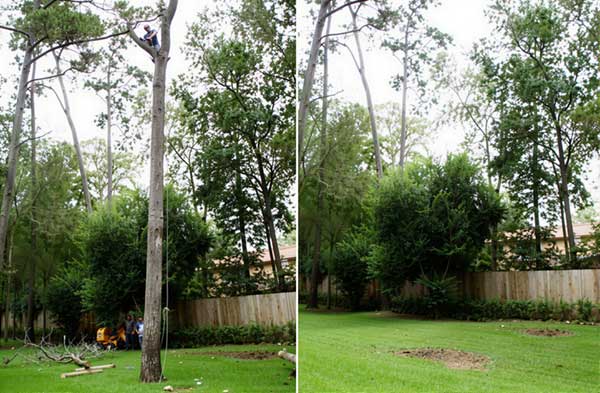 tree trimming backyard