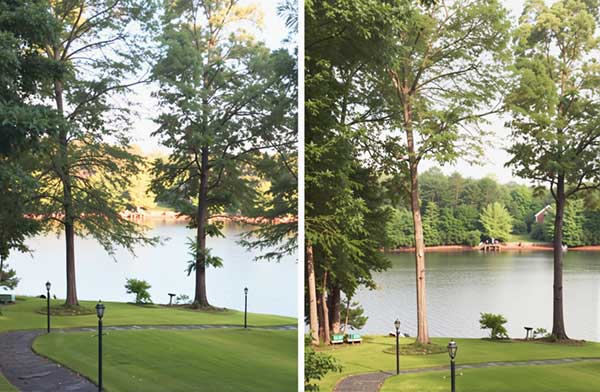 tree-removal-specialist-fort-mill-sc8